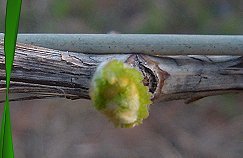 Benvenuto (Welcome)  Riverland Wine Grapes South Australia